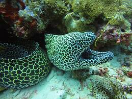 Red Sea Dive Center - Hotel & Dive Center