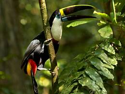 Posada Amazonas