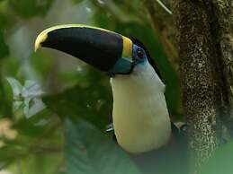 Posada Amazonas