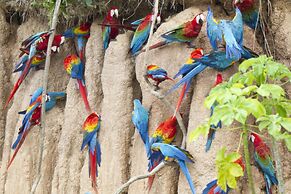 Tambopata Research Center
