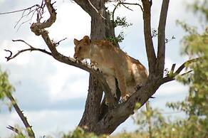 Mara Intrepids Tented Camp