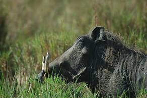 Mara Intrepids Tented Camp