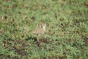 Mara Intrepids Tented Camp