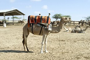 Negev Camel Ranch