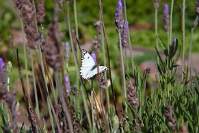 Fynbos Ridge