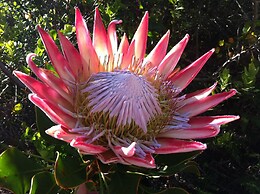 Fynbos Ridge