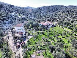 Gera's Olive Grove