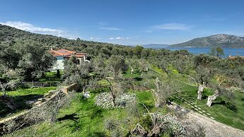 Gera's Olive Grove
