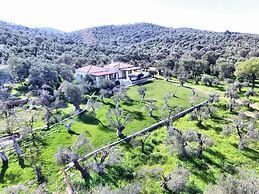 Gera's Olive Grove