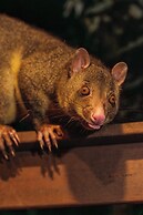 Amore On Buderim Luxury Rainforest Cabins