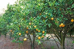 Tenuta Badessa