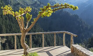 Apirathes
