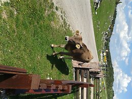 Boskovica Brvnare