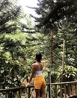 Fig Tree Hill Resort