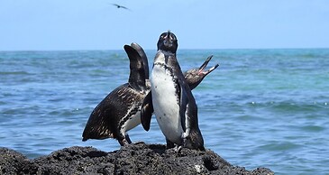 Cormorant Beach House