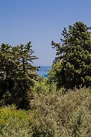Alpha Stegna Sun