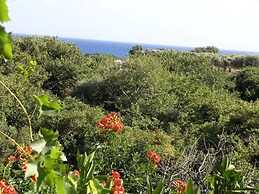 Olive Tree Cottages