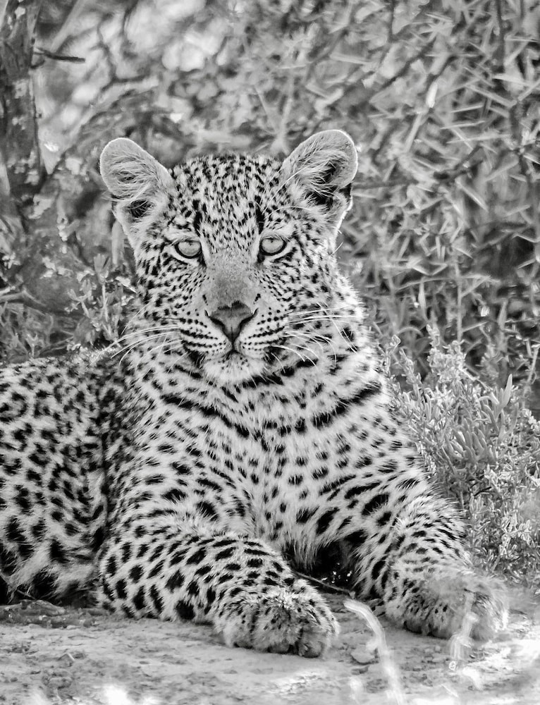 Kwandwe Great Fish River Lodge