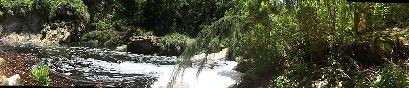 Teniqua Treetops