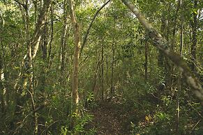 Teniqua Treetops