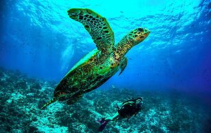 Dusit Thani Maldives