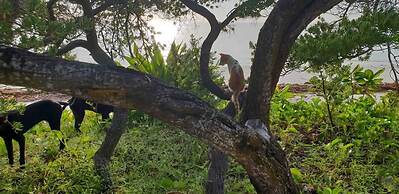 Kilimani Kwetu Beach Hotel
