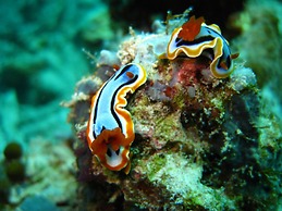 Sipadan Inn 2