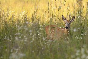 Nature Stay in Hunzedal