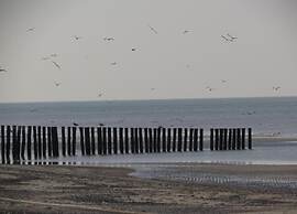 Sunny Zeeland Getaway