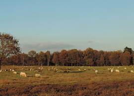 Holiday Park Escape in Drenthe