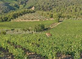 Apartment in Chianti With Shared Pool