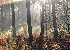 Relaxing Forest Hideaway