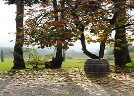 Massarosa Garden Cottage