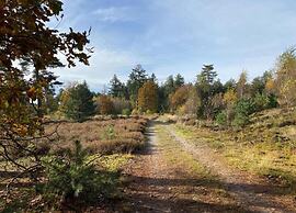 Forest Cottage Near Leenderbos