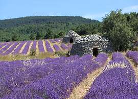 Holiday Home Provence With Pool