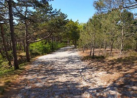 Peaceful Dune Retreat With Garden
