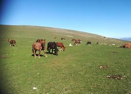 Spacious Countryside Escape