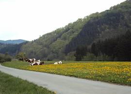 Marsberg Nature Nest