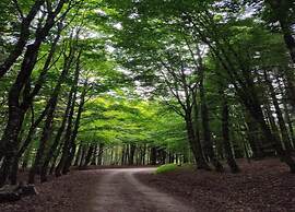 Rendeux Forest View Retreat