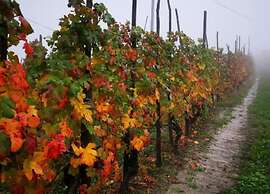 Mansion in Langhe With Pool and Winery Charm