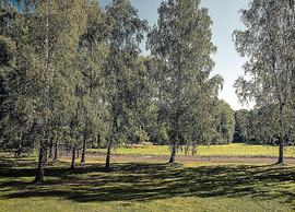 Forest Escape With Garden
