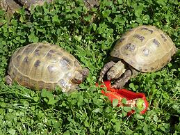Bungalow in Zweedorf mit Liegewiese