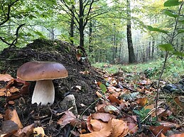 Lodge in Oignies Forest With Eco Design