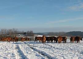 Holiday Home Milire Bohemian Forest