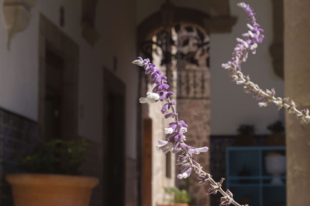 NaNa Vida Hotel Morelia