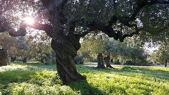 House Surrounded by Olive Trees