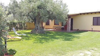 House Surrounded by Olive Trees