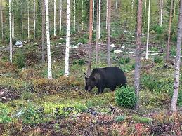 Bear Centre