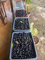 Mango Tree Farm