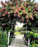 Mango Tree Farm